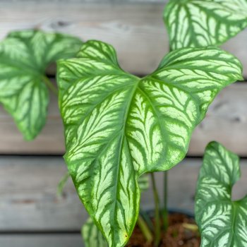 Cercestis mirabilis, kont. C2L, výška: 40-60 cm 